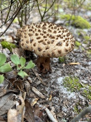 Strobilomyces strobilaceus image