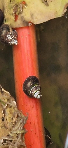 Representative image of Bithynia majorcina