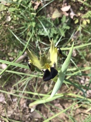 Iris tuberosa