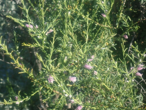 Eremophila divaricata, photograph 6