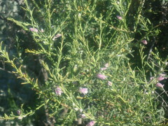 Eremophila divaricata, photograph author not stated, no rights reserved