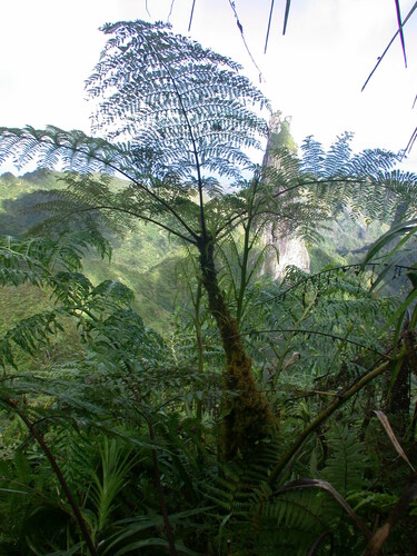 Alsophila tahitensis observed 2004-07-03
