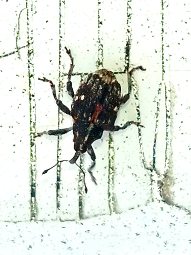 Mogulones venedicus