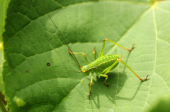 Barbitistes constrictus