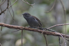 Andean Solitaire photo 5