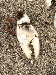 Cardisoma guanhumi