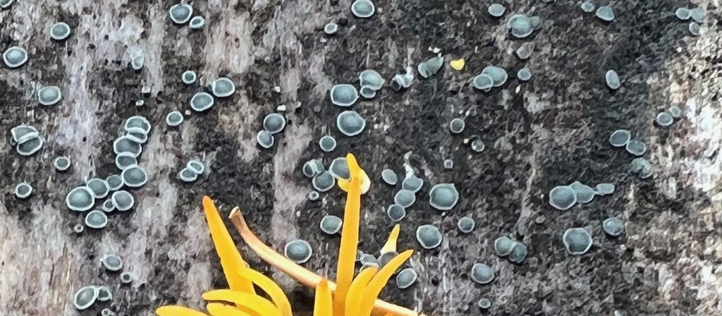 common grey disco from Lane County, OR, USA on October 24, 2023 at 12: ...