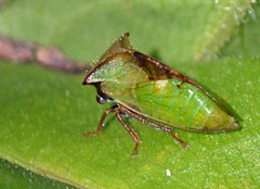 Stictocephala basalis