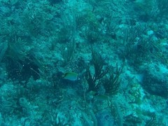 Chaetodon sedentarius