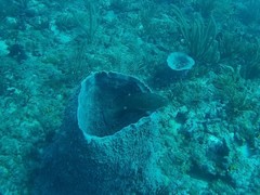 Epinephelus morio