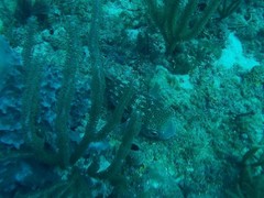 Chilomycterus reticulatus