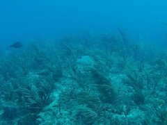 Lachnolaimus maximus