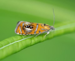 Olethreutes arcuella