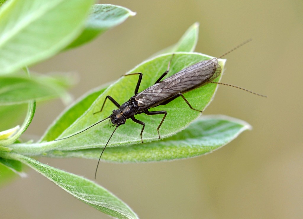 Lapland Springfly