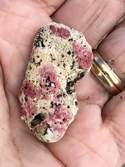 Homotrema rubrum