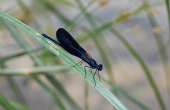 Calopteryx
