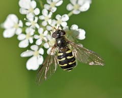 Dasysyrphus venustus