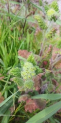Phacelia malvifolia
