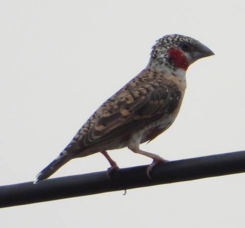 Cut-throat Finch (Amadina fasciata), photo 10