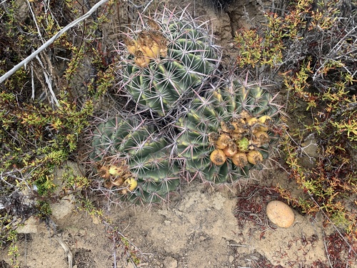 Ferocactus viridescens