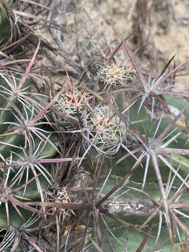 Ferocactus viridescens