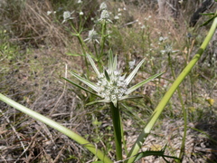 Eryngium pinnatifidum