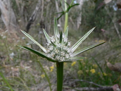 Eryngium pinnatifidum