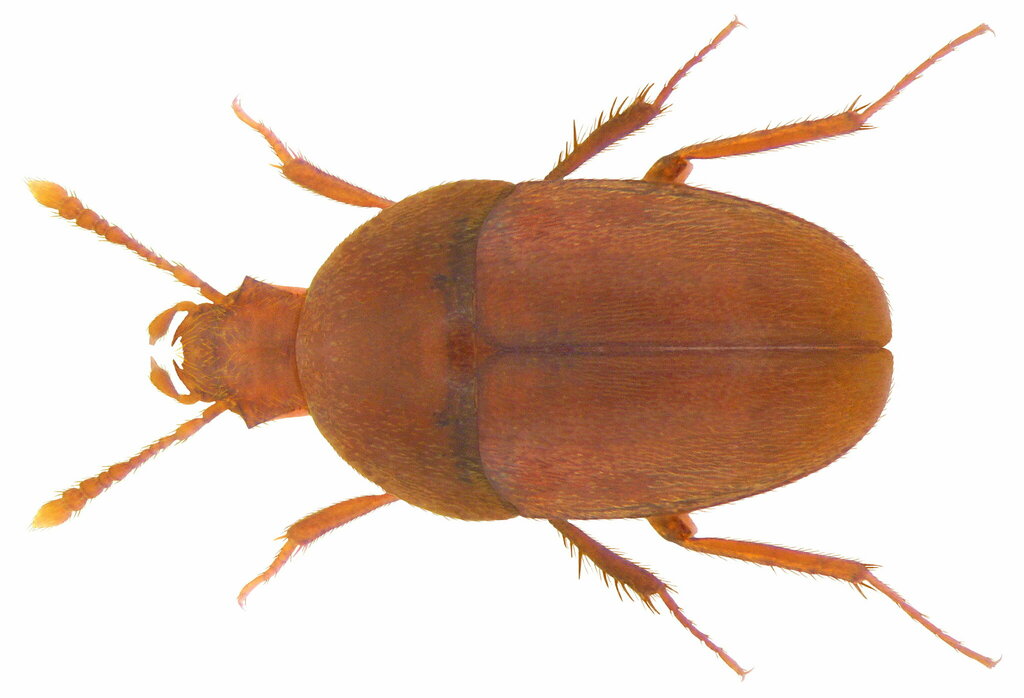 Parabathyscia wollastoni