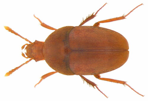 Parabathyscia wollastoni