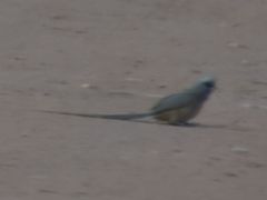 Colius striatus minor