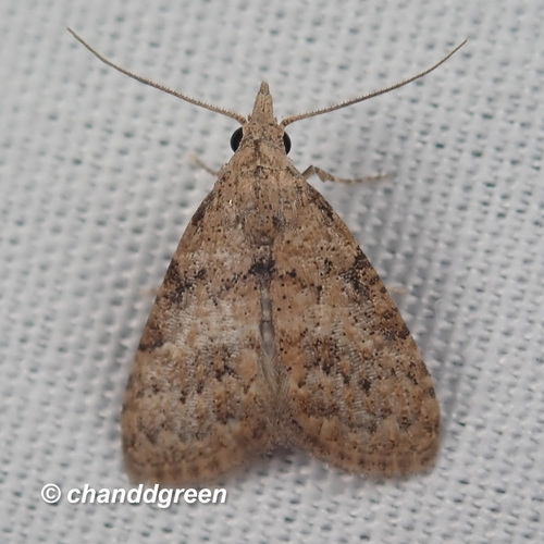 Nola ceylonica Hampson, 1893