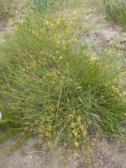 Ephedra distachya