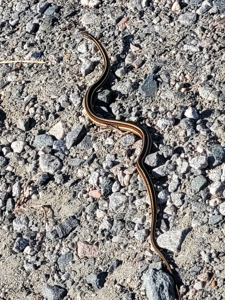 Common Ribbon Snake From Knotts Island, NC 27950, USA On October 26 ...