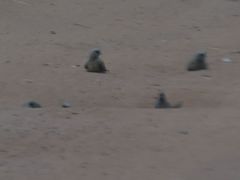 Colius striatus minor