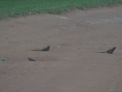 Colius striatus minor