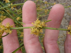 Ephedra distachya