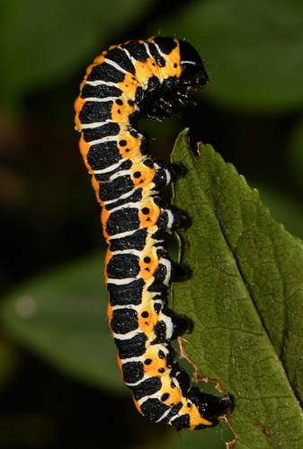 Cucullia lactucae