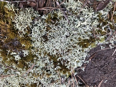 Cladonia dimorphoclada