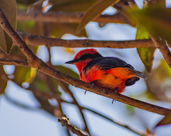 Pyrocephalus rubinus