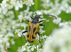 Brachyta interrogationis