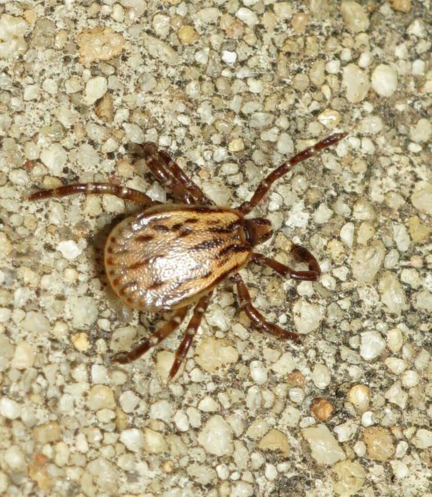 Amblyomma tigrinum