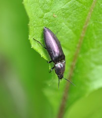 Ctenicera cuprea