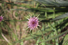Tragopogon porrifolius porrifolius