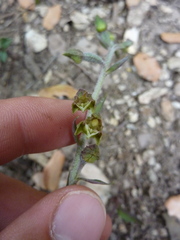 Epipactis microphylla