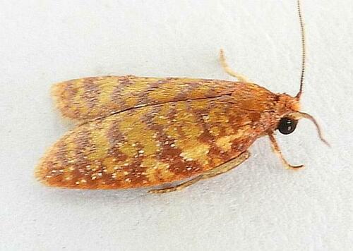Sparganothis niteolinea