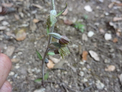 Epipactis microphylla