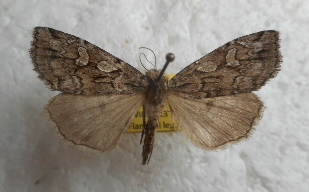 Xestia rhaetica