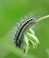 Zygaena lonicerae