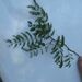 Acacia goetzei