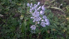 Allium neapolitanum